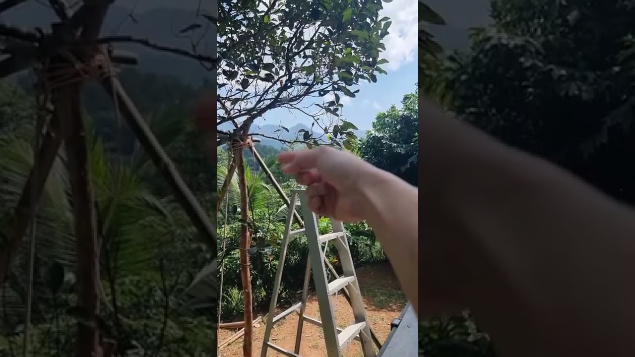 วิธีเลี้ยงนกปล่อย 1วันทำอะไรบ้าง