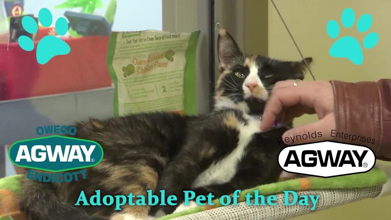 Adoptable Pet Gomez YouTube