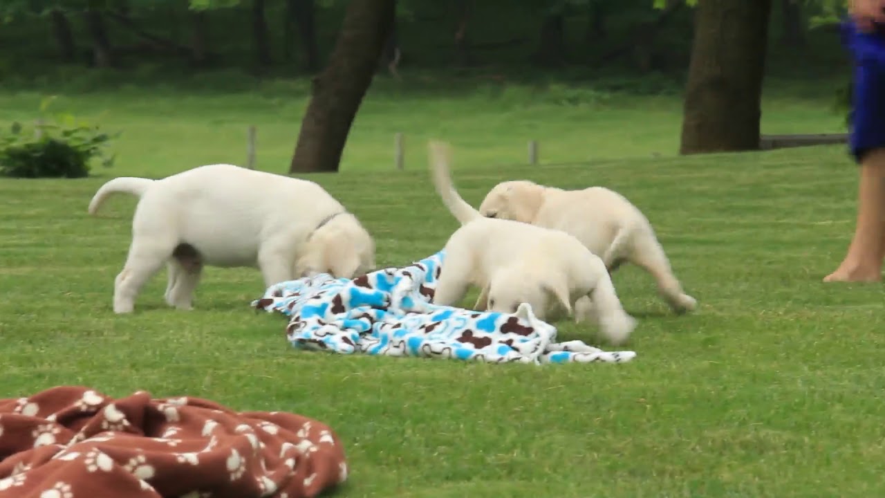 Yellow Lab Puppies For Sale - YouTube