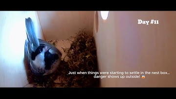 Day 11 – Our Chickadee Fights Back!  Snake Mode Activated