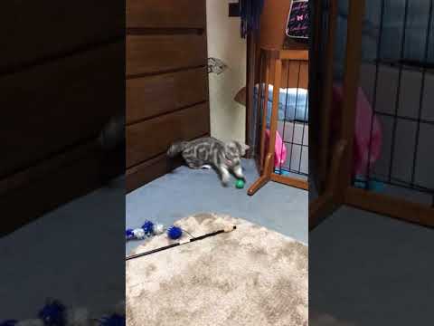 木部泉ブリーダーからお迎えしたマンチカン：小梅ちゃん