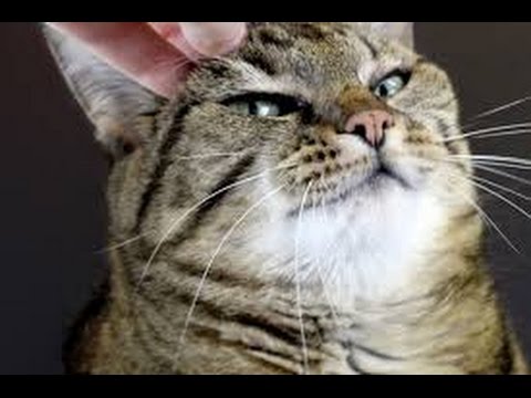 symptoms-of-cats-worms-🐛🐛🐛|how-to-check-cats-for-worms-?