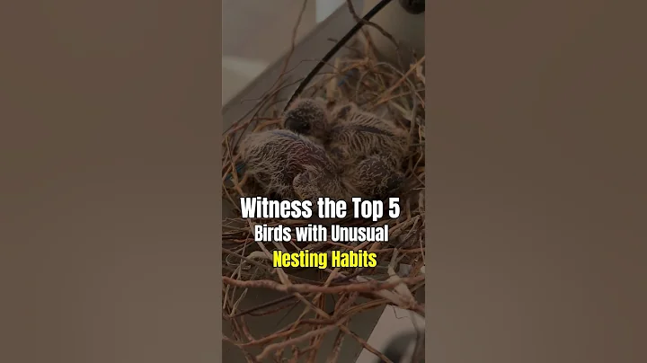 Witness the Top 5 Birds with Unusual Nesting Habits
