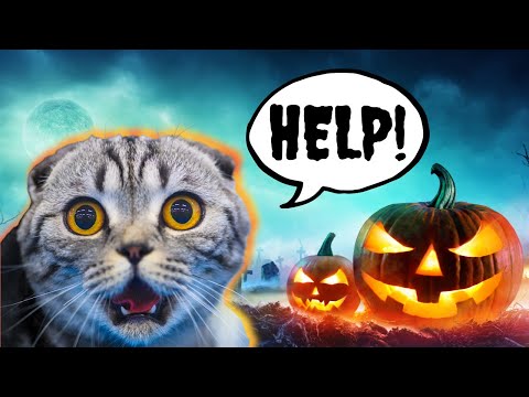 Video: Nasihat untuk Halloween Mascotas