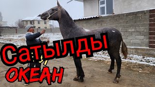 океан тай НУРГАЗЫДАН чыкты