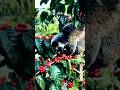 Pesona nikmatnya kopi lauk asli #nature #agrikultur #farming #teknikpertanian #fruit #bioteknologi