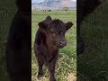 Woolly Bugger Comes to Say Hello! 🐮❤️ #FarmLife #WoollyBugger #FarmAnimals #CuriousCow