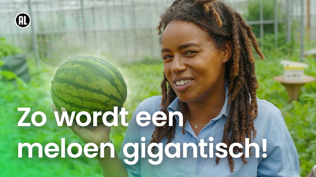 Hoe groeit een watermeloen?