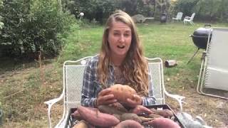 Harvesting, curing and storing Sweet Potatoes