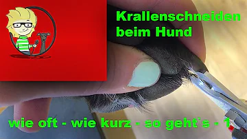 Wie kurz darf man die Krallen beim Hund schneiden?