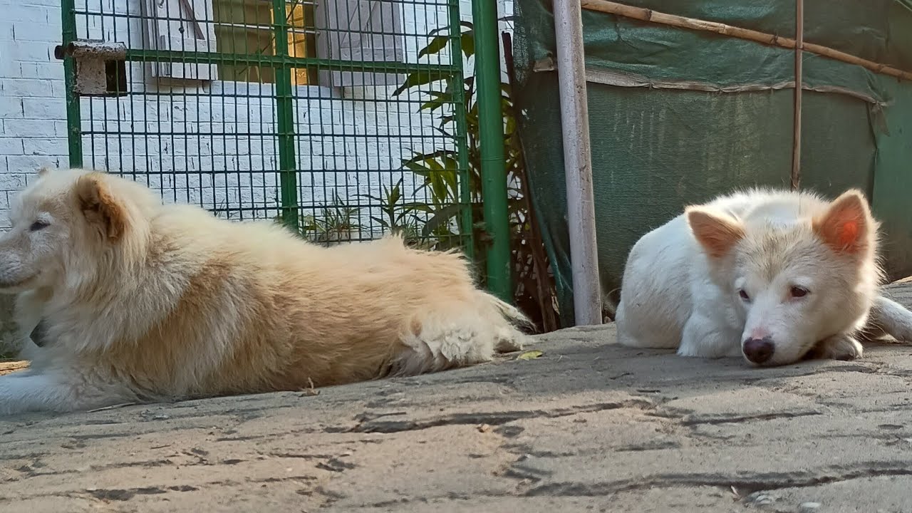 Life with Dogs is live coco chiku tuntuni coco kindness