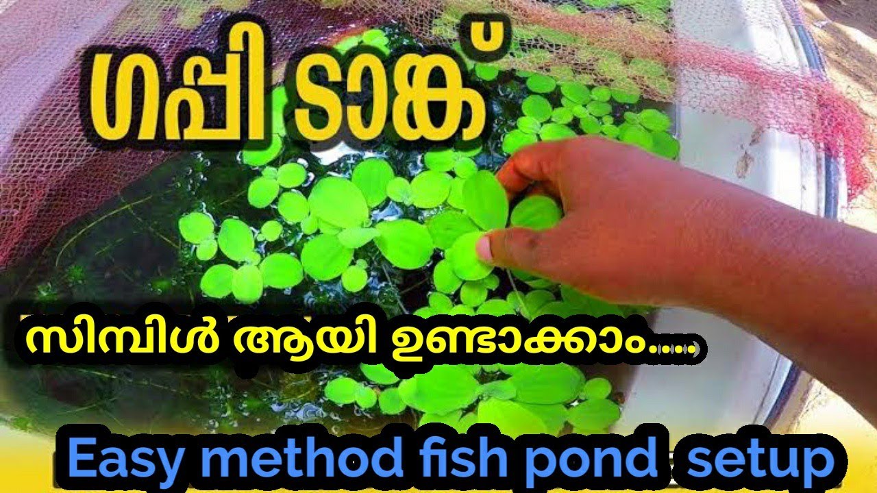 MAKE A LOW BUDGET FISH TANK AT HOME MALAYALAM YouTube