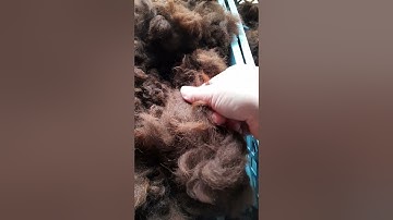 Freshly washed Alpaca fleece compared to dry...x