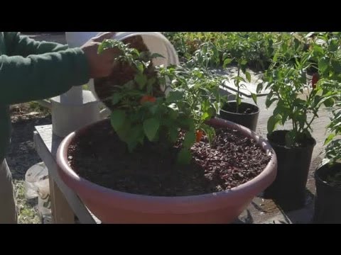 Video: Ammonium For Paprika: Kan Paprika Vannes? Hvordan Mate Paprika I Et Drivhus? Behandling Med Ammoniakk Fra Skadedyr