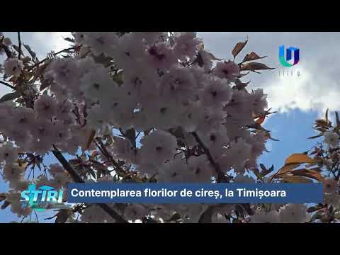 Contemplarea florilor de cireș, la Timișoara