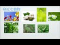 小学校理科vol.1　生き物の観察