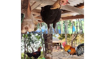 Nyuam qaib nab3 pib xyaum qua ໄກ່ປ່າລູກປະສົມນໍ້າ3ກຳລັງງາມ