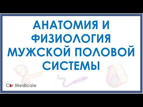 Анатомия и физиология мужской половой системы - обзорно