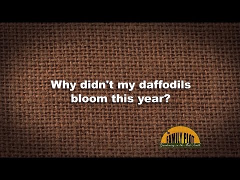 Video: Why Don't Daffodils Bloom?