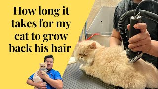 How long it takes for my cats hair to grow back, Cat grooming 101 How to groom a cat onto a Lion