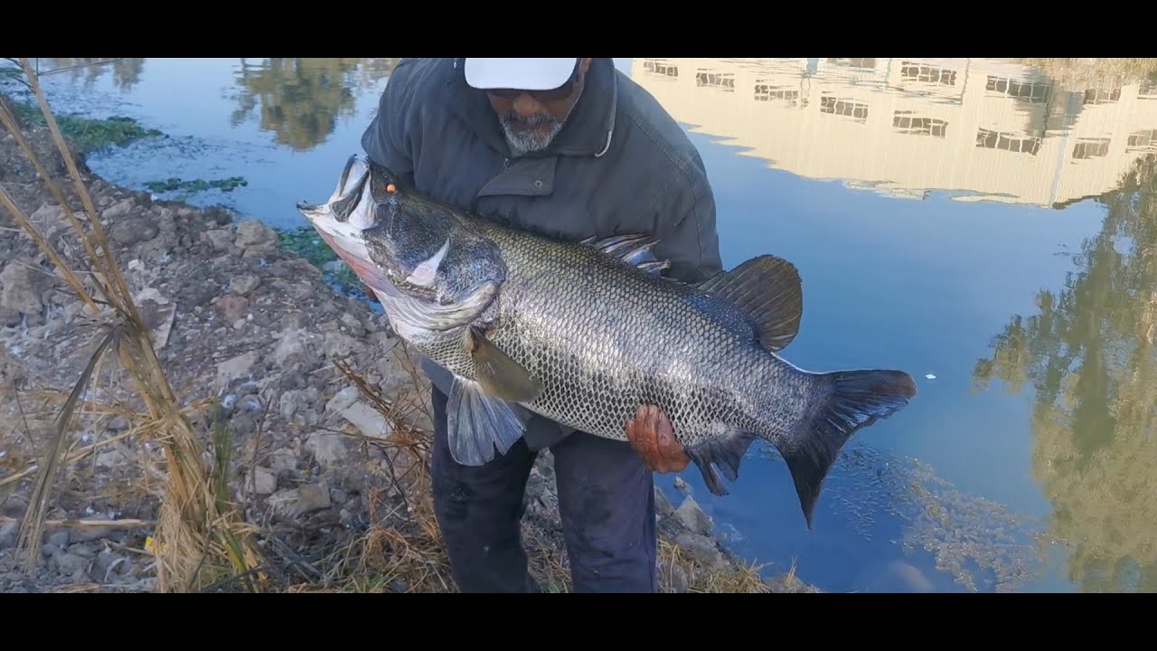 كل مايخص صيد قشر البياض وأقوي واكبر متعه على المباشر مع صيد وحش النيل واللى يشدك شده
