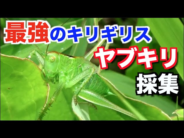 最強のキリギリス ヤブキリ幼虫は草原で探す Youtube