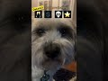 DakotaтАЩs 2025 PredictionsтАж ЁЯТА Funny Dog Dakotathedog Dakota Cute Funnydog 2025 DakotaтАЩs 2025 PredictionsтАж ЁЯТА Funny Dog Dakotathedog Dakota Cute Funnydog 2025