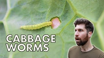 How to Manage Cabbage Worms & Moths in the Garden