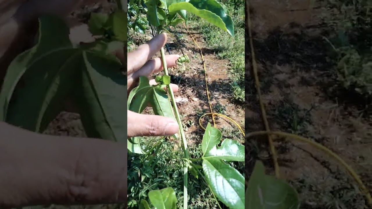 Xử lý nhện trắng cho chanh dây cực kỳ đơn giản 