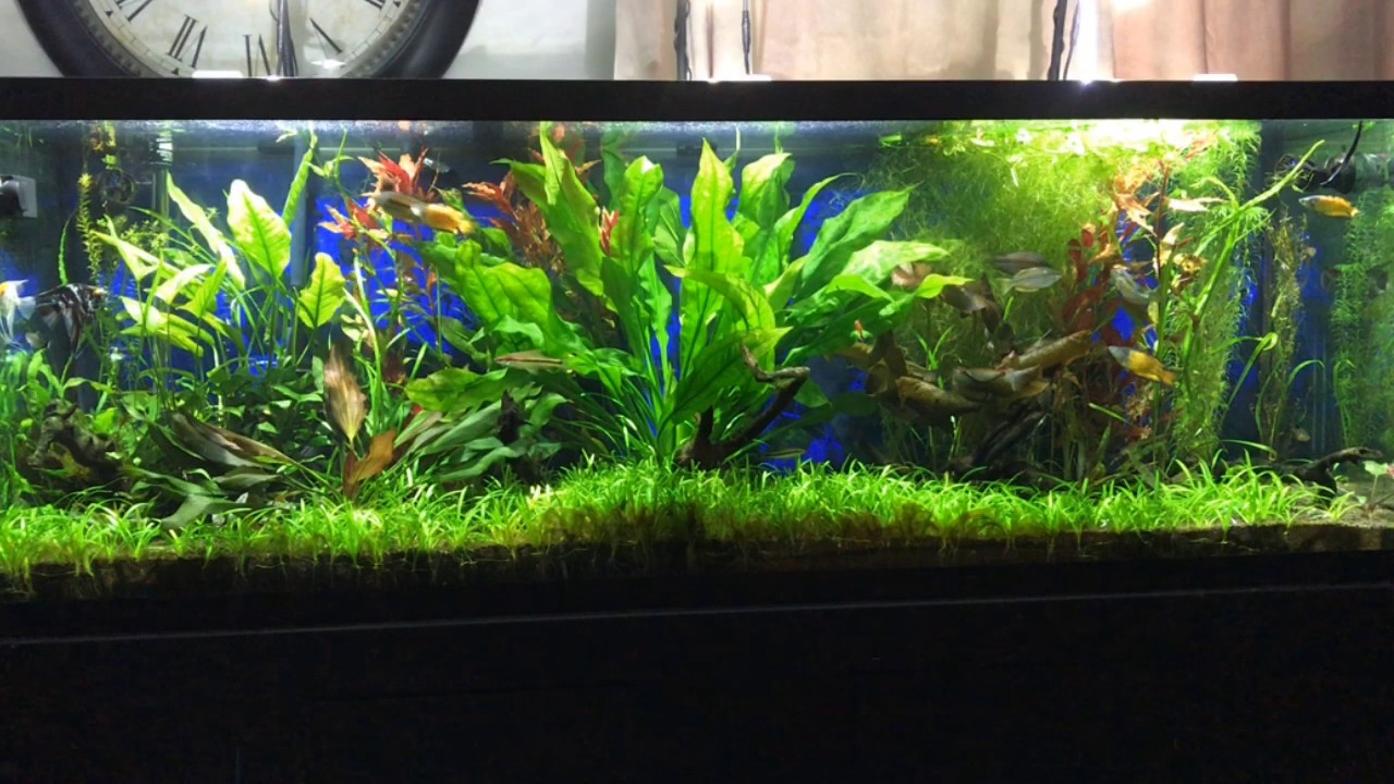 gallone LIVE FEED OF MY TANK, STOP IN AND ENJOY