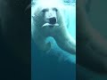 Polar Bear Dives For Fish #bear #polarbear #oregonzoo #animals Mp3 Song