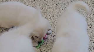Cute Puppy Video Jingle English Cream Golden Retriever Puppy 