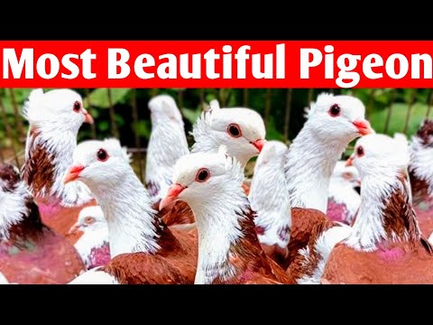 🅽🅴🆆 The most beautiful pigeon in the world 👁️🌈👁️ High breed pigeon farm