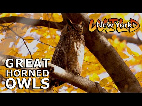 Great Horned Owls of New York City