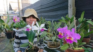 Cattleya treatment completed in Pinang, collection is fertile, healthy and safe