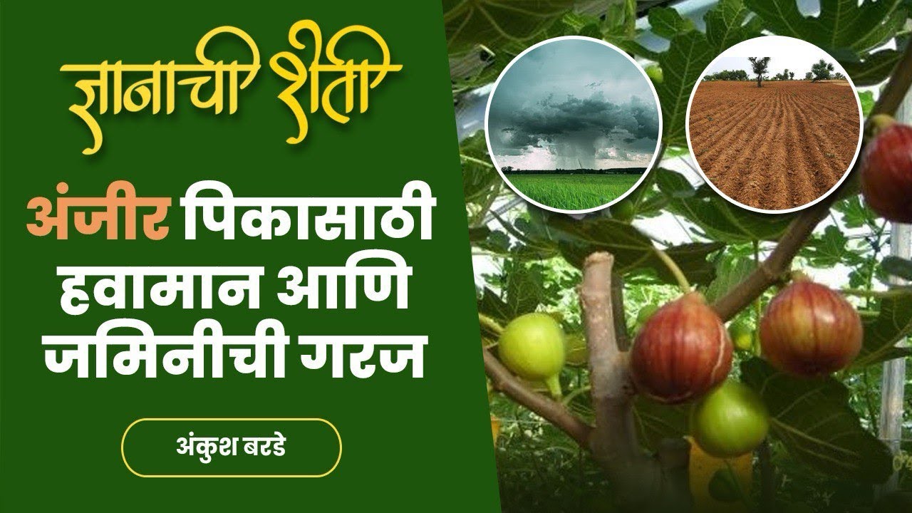 अंजीर लागवड तंत्रज्ञान  # residuefree #Anjeer farming @ shetkari