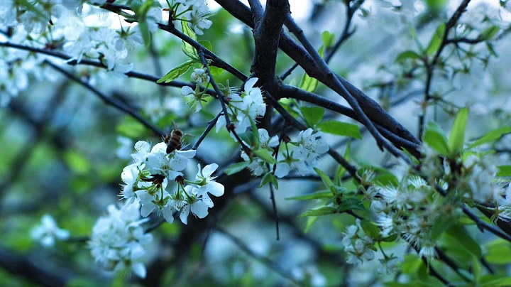 6 Hour HU Mantra @ 432 Hz