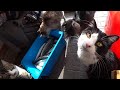 8匹の猫達の為に近所でお魚を釣ってきたら…