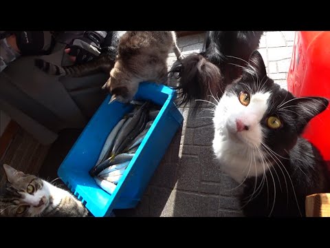 8匹の猫達の為に近所でお魚を釣ってきたら…