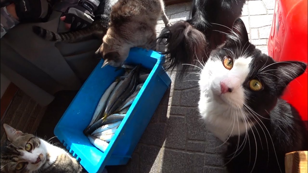 8匹の猫達の為に近所でお魚を釣ってきたら…