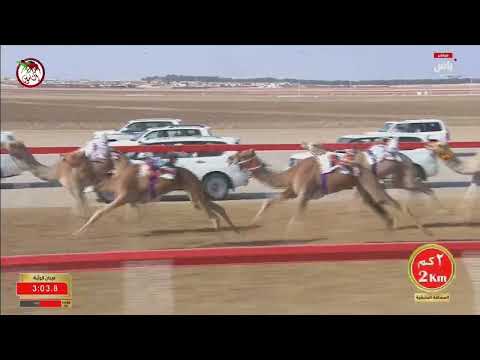 مهرجان جائزة زايد الكبرى 2025 الثلاثاء 2025 11 25 الشوط 20 مخيفه لـ سعيد ناصر بن احمد الدرعي