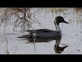 Jouhisorsa - Anas acuta - Stjertand  - Northern pintail