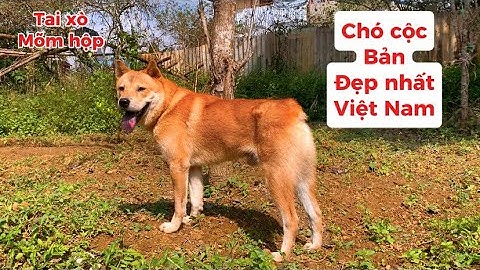 Chiêm Ngưỡng Nét Đẹp Hoang Dã của Cặp Chó Hmong Cộc Đuôi VIp Còn Xót Lại Trên Bản| Pet Lửa