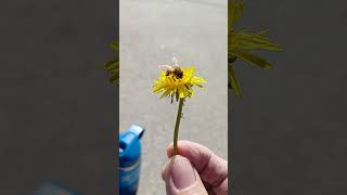 found a 🐝 crawling gave her a 🌼 & she flew #bee #bugs #pollinators #park @dianarecker7441