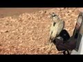 شيلة حماسية طير الحمامي اداء محمد بن غرمان العمري ونايف ال جلاب 2016