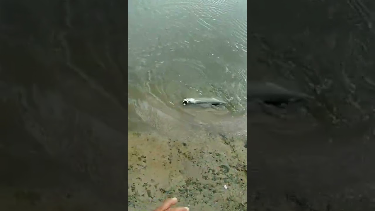 Esse peixe camurupin da show.