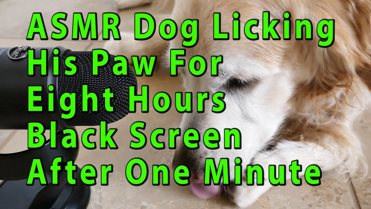 ASMR Dog Licking His Paw Clean For 8 Hours Black Screen Cute Golden