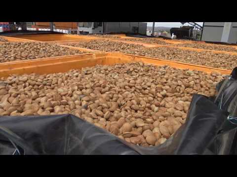 Secador de Almendras