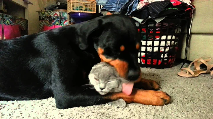 Video 4996681: british shorthair cat, gato british shorthair, cute cat shower