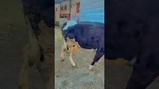 #kurbanlık #dana #besicilik#cow #kalite #inek #çiftlik #öneçıkar #koyun #hayvan yar oğlu besicilik